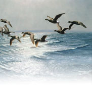 Brent Geese at the Tide's Edge (Painting) by Julian Novorol